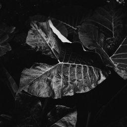 camilo-contreras-lGUygpyBxjI-unsplash